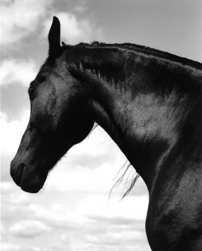 Horses 009