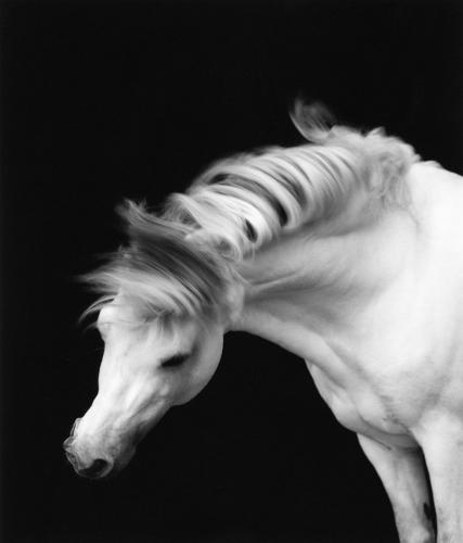 Horse 001 