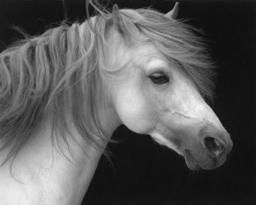 Horses 002 