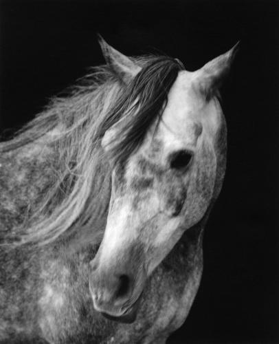 Horses 004 