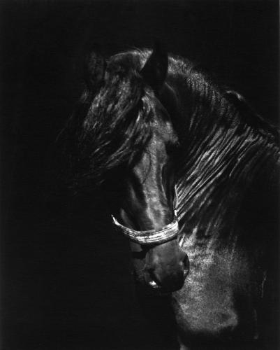 Horses 009 