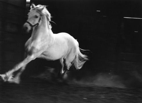 Horses 015 