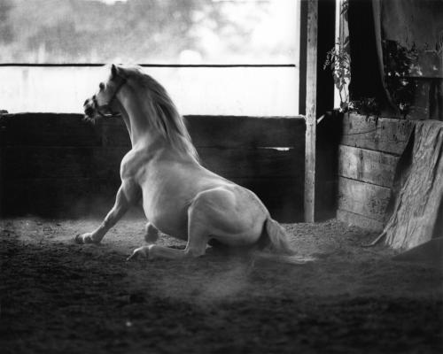 Horses 021