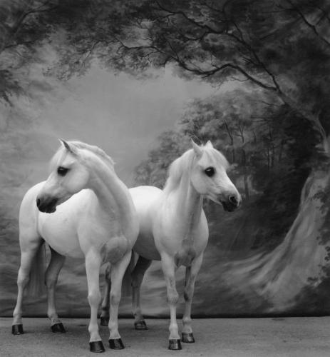 Horses 057 